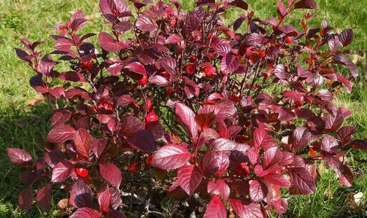    Фото:сгенерировано редакцией «Хабинфо» с помощью ИИ