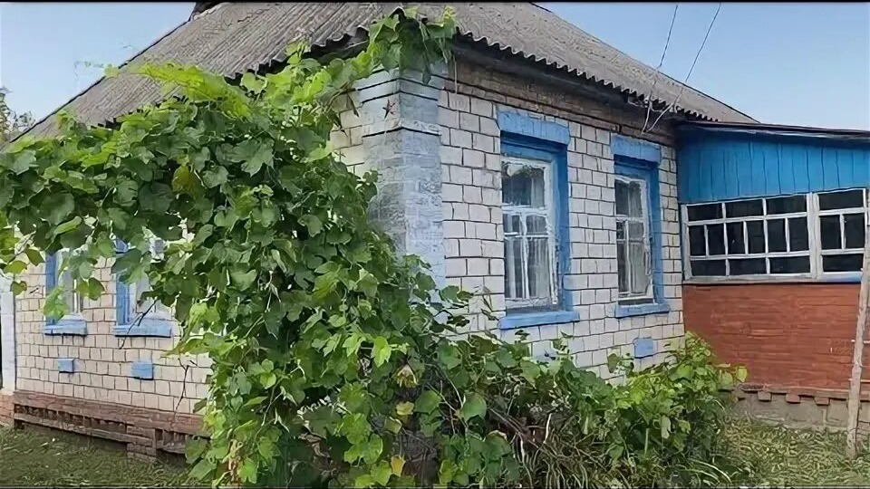 Свинья Американская