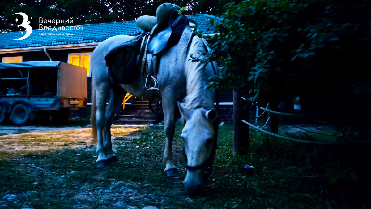 Друг на десятилетия. При хорошем уходе лошадь может стать вашим спутником на 30, а то и 40 лет