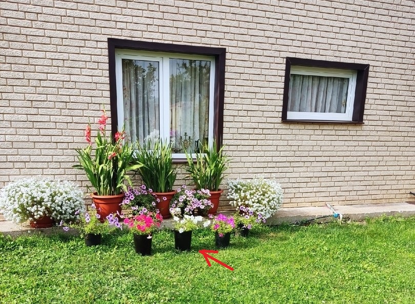 Петуния Opera White обозначеа стрелочкой