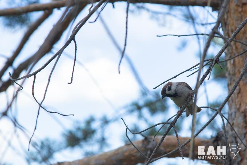    ЕАН. Воробей