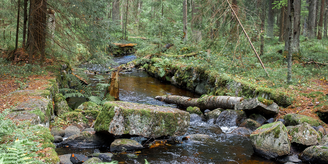 Нашёл место где скапливается самородное Золото в ручье!