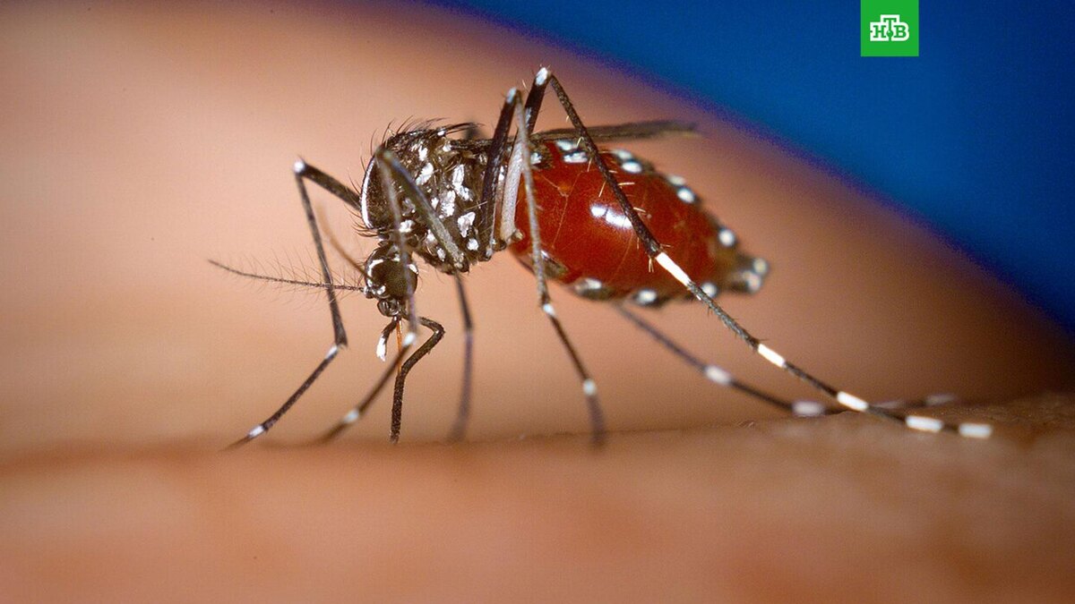    Фото: James Gathany, CDC.