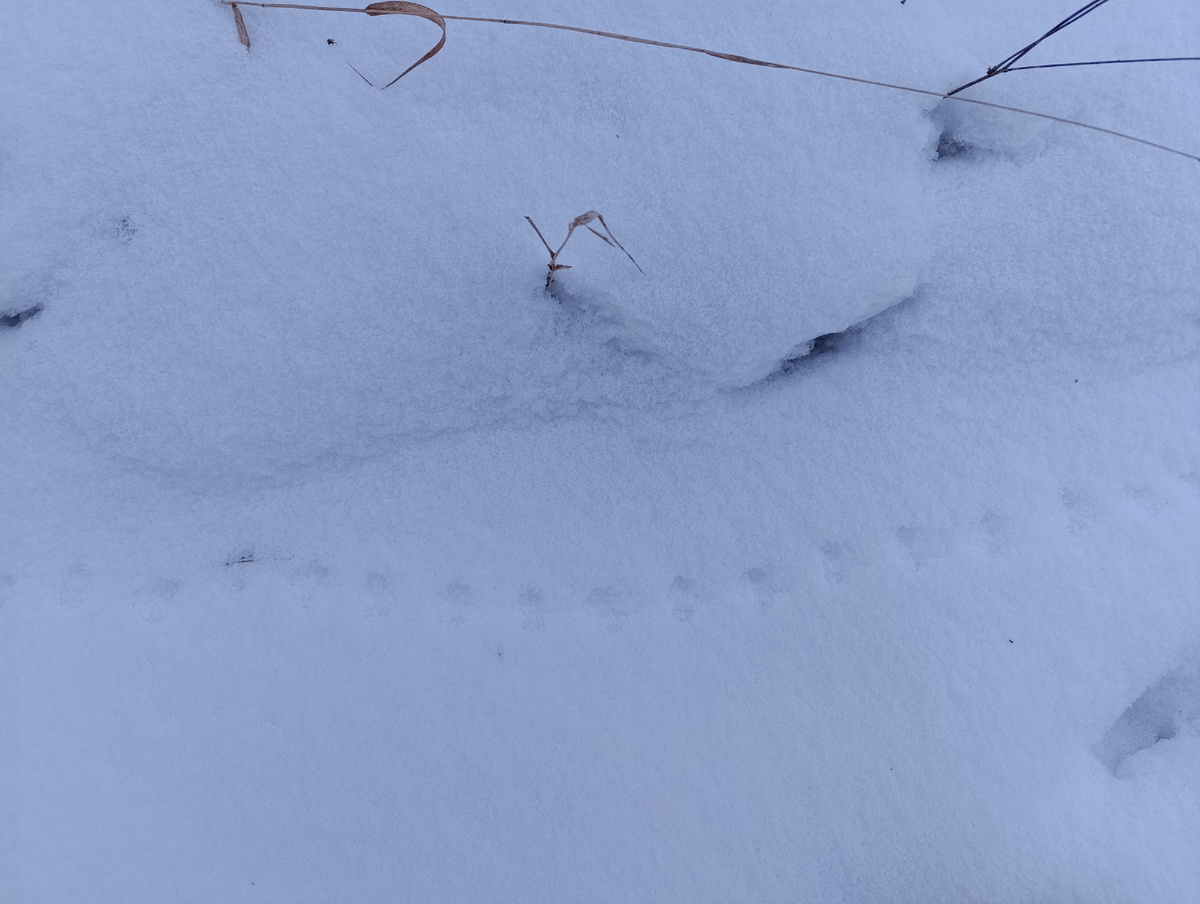 Ой! Кто-то наследил! 🤣