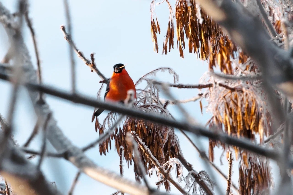    Фото: «Республика» / Оксана Кудряшова