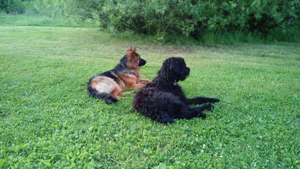 О собаке с большой историей...