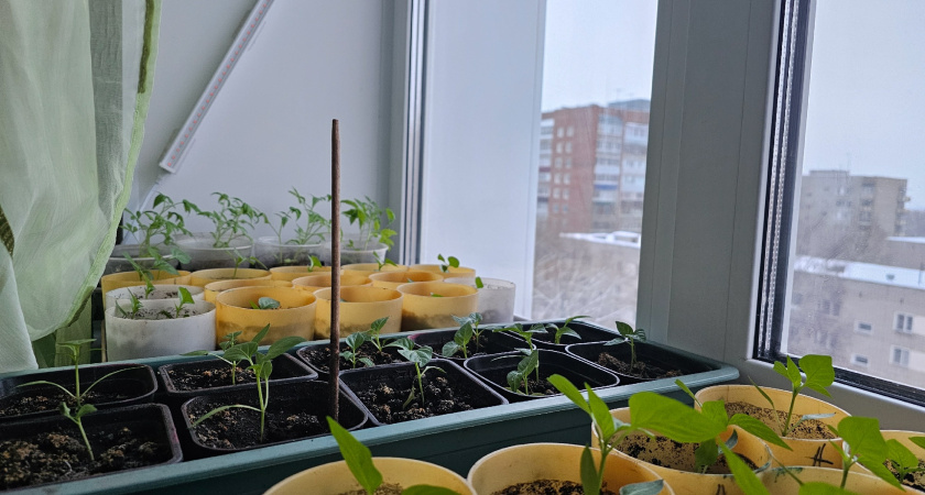    Фото prochepetsk