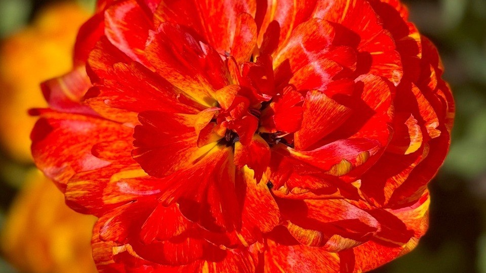 🌸ФЕСТИВАЛЬ ПИОНОВ В КИТАЕ