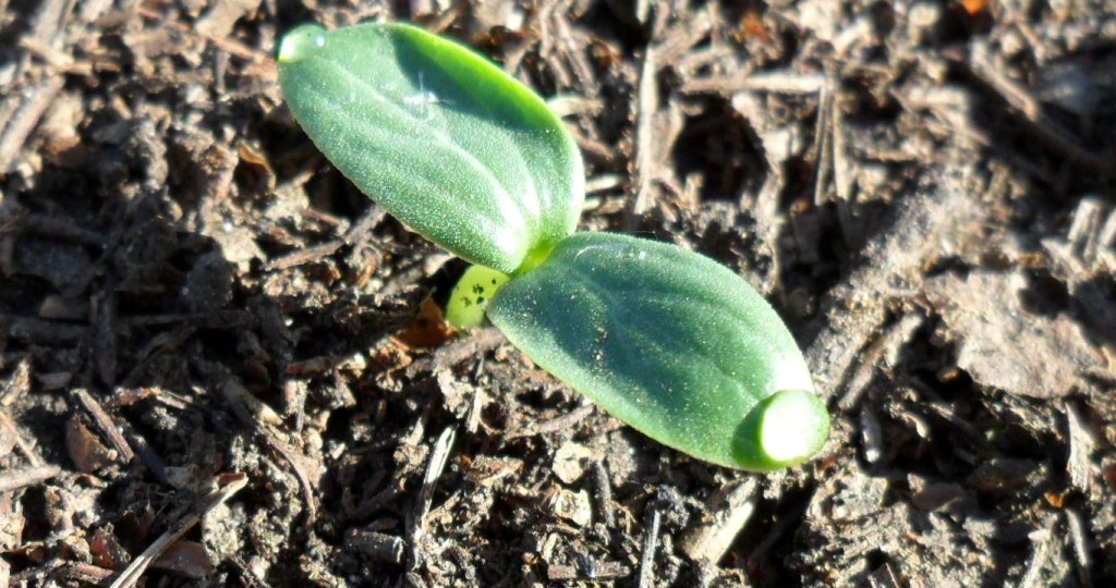 Выращивание рассады огурцов. Опыт огородников.