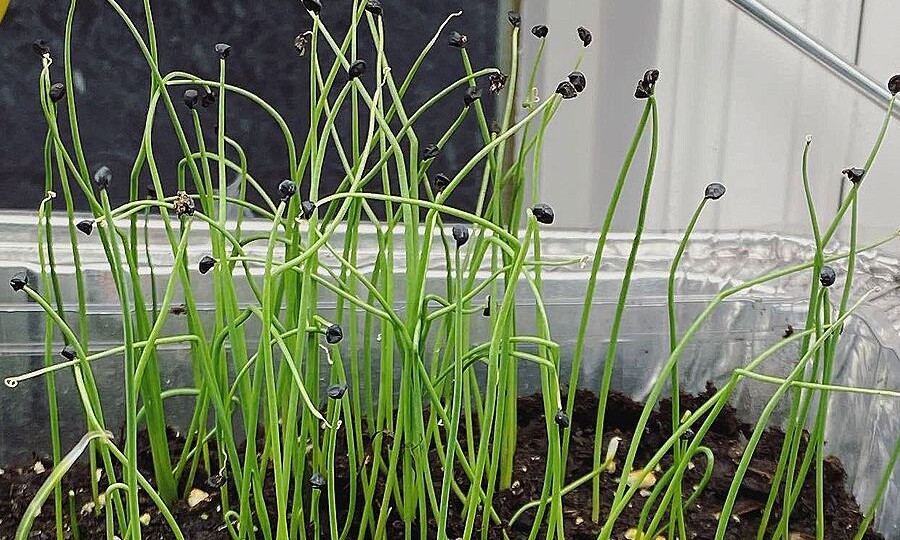 Лук Эксибишен — когда сажать на рассаду и 3 правила для большого урожая в Ленобласти 🌱