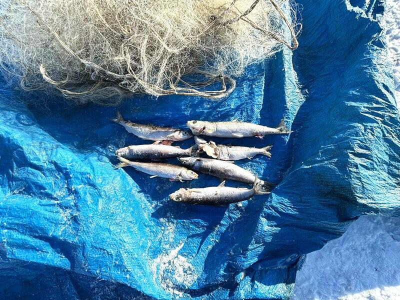 © Фото: «Заповедное Прибайкалье»