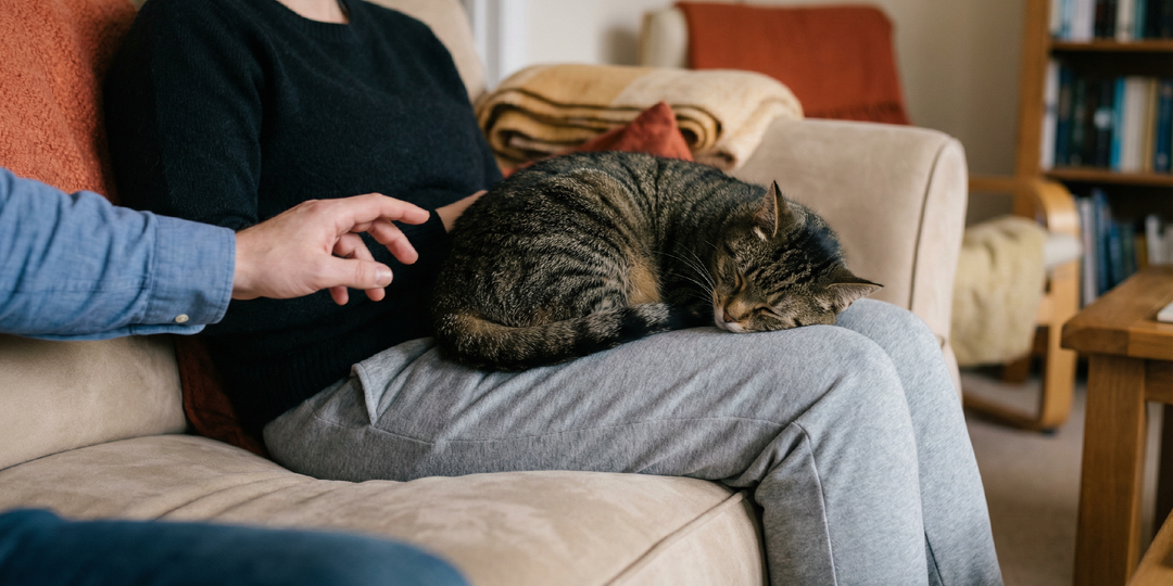 Кот выбирает одного хозяина на всю жизнь: признаки что это не вы