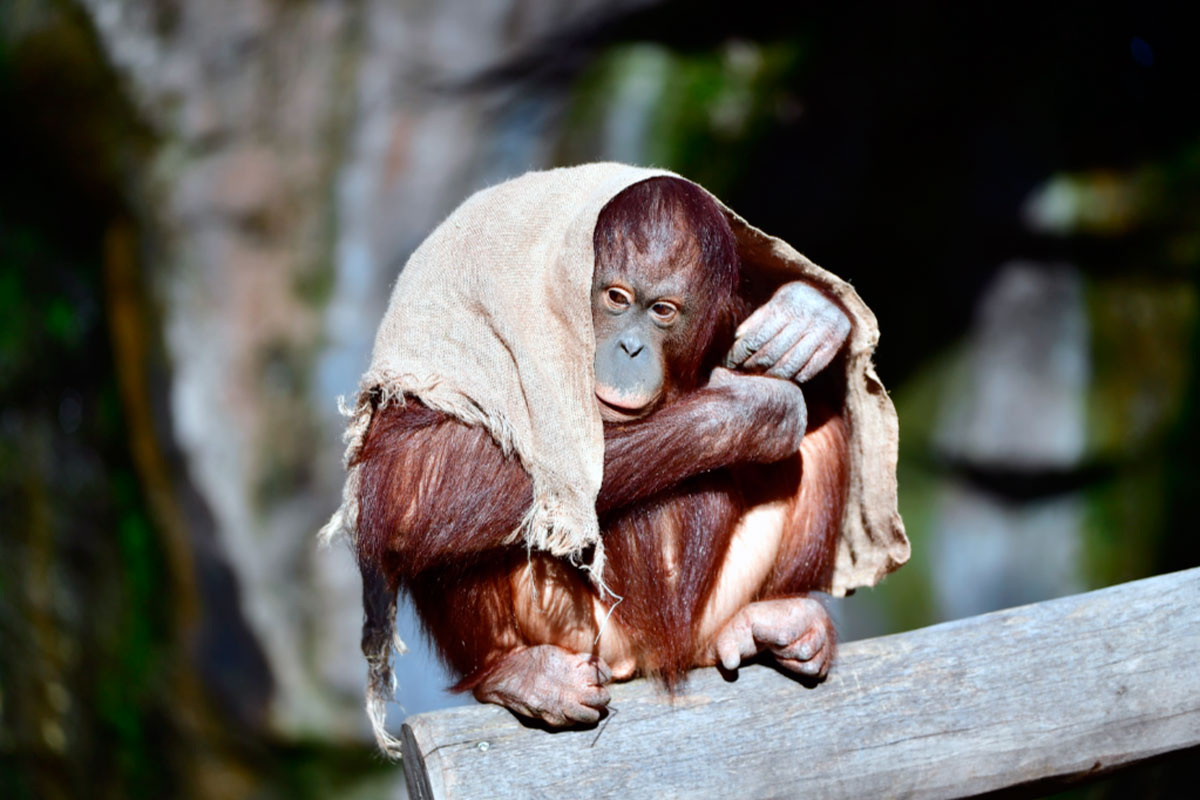 Самосаботаж — универсальная человеческая стратегия