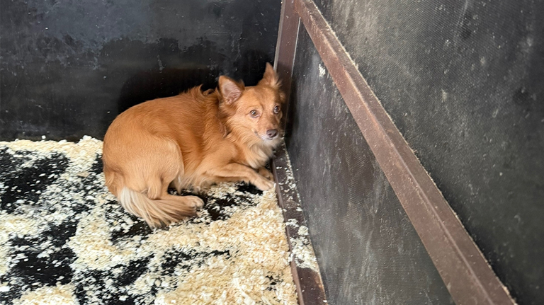 Брянские волонтеры ищут хозяев для рыжей собаки, найденной у площади Партизан