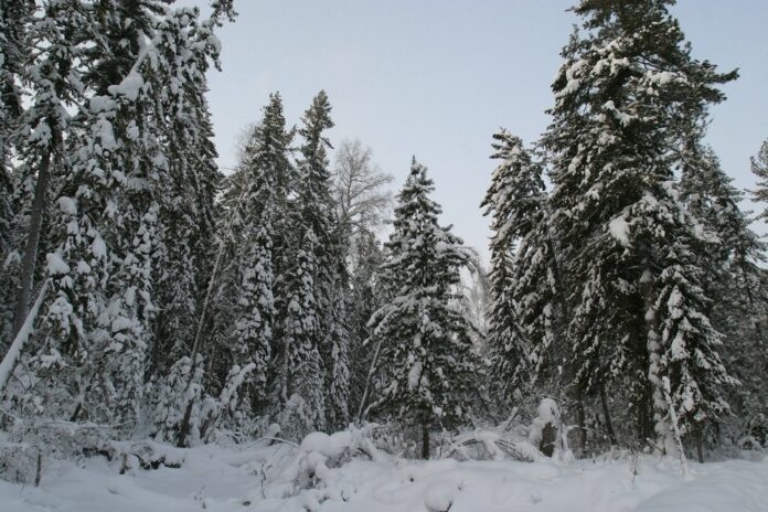    Кибер-тайга 2032: Почему искусственный интеллект до сих пор уступает в смекалке старому егерю в валенках.