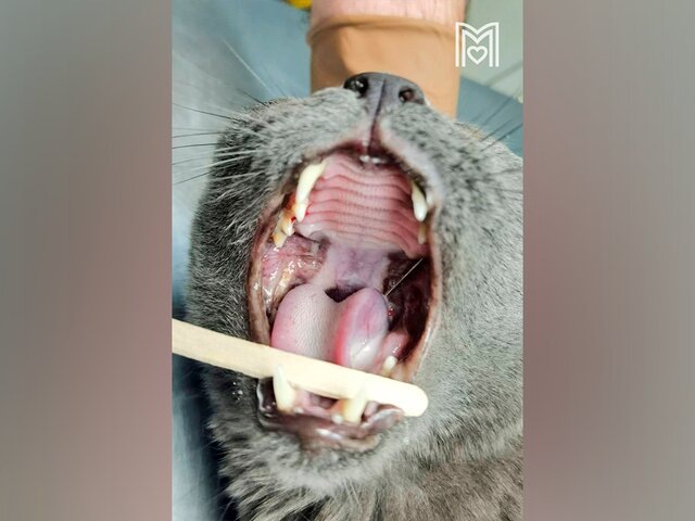    Фото: ГБУ "Мосветобъединение"