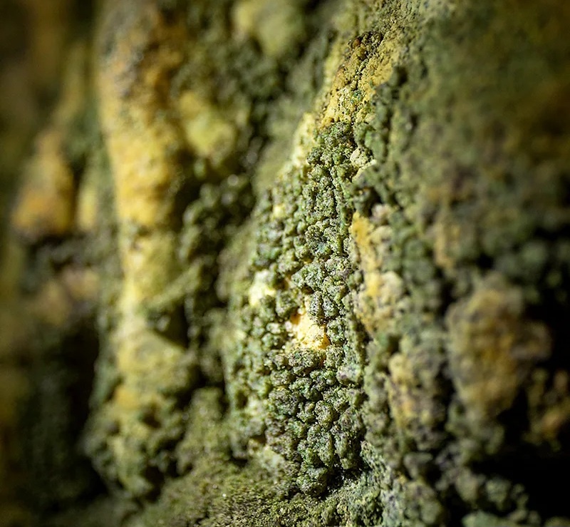 Учёные обнаружили густые зелёные биоплёнки глубоко в пещерах, даже в условиях полного отсутствия света (Фото: Ларс Берендт)