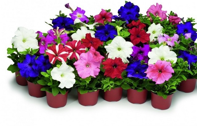 Когда и как сеять семена петунии на рассаду по лунному календарю, уход и выращивание