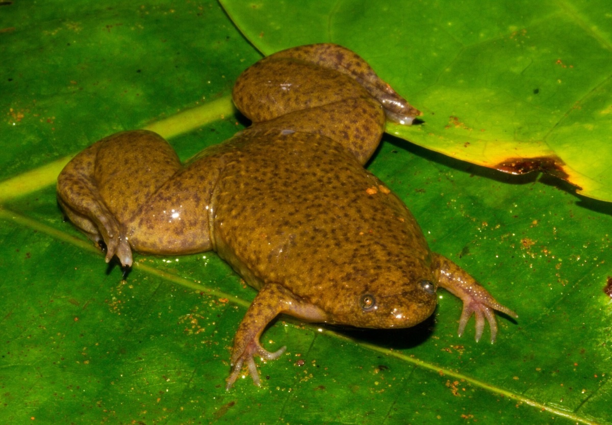 Тот самый взгляд, который выпрашивает добавку.