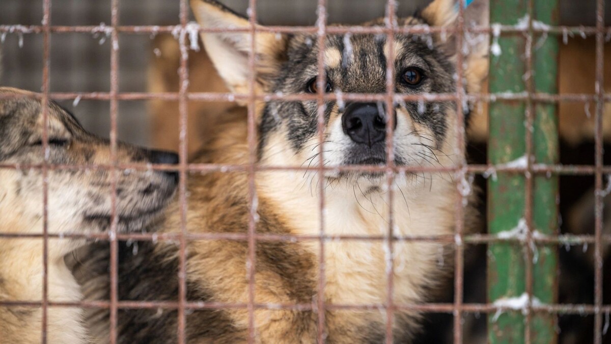    Фото: Федор Воронов/«Ямал-Медиа»