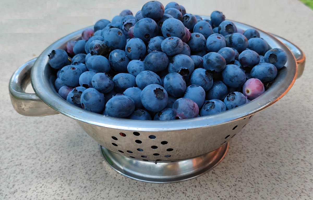 22.07.25 Ягода с куста голубики