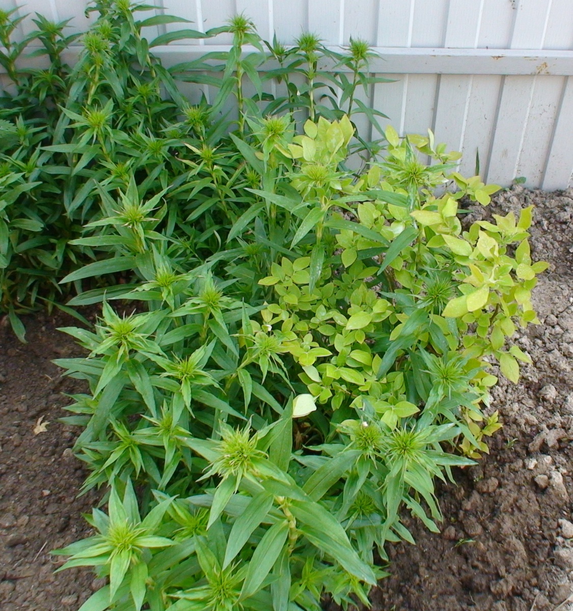 23.05.19 Голубика и турецкая гвоздика