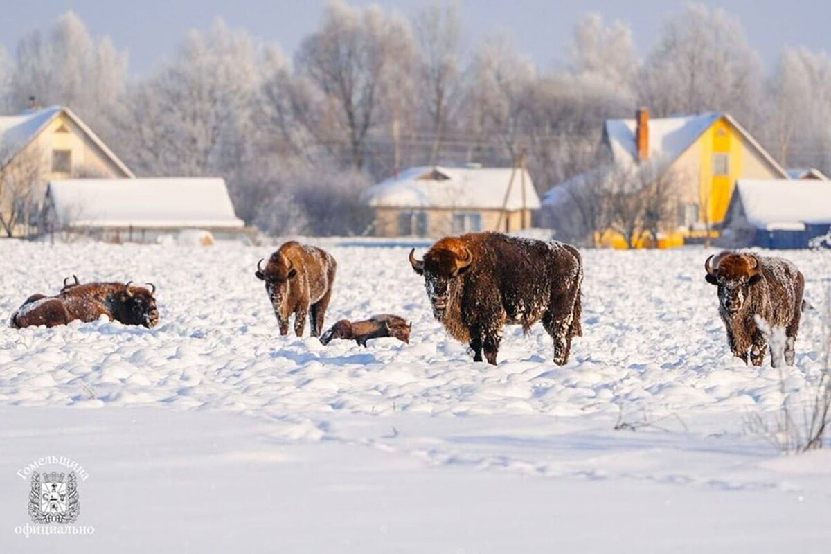  Стадо зубров пришло к жителям агрогородка Озераны. © gomel_region, instagram.com