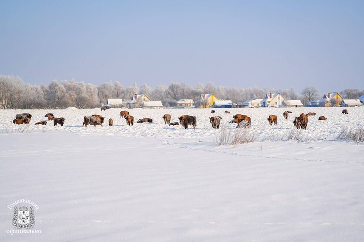  Стадо зубров пришло к жителям агрогородка Озераны. © gomel_region, instagram.com