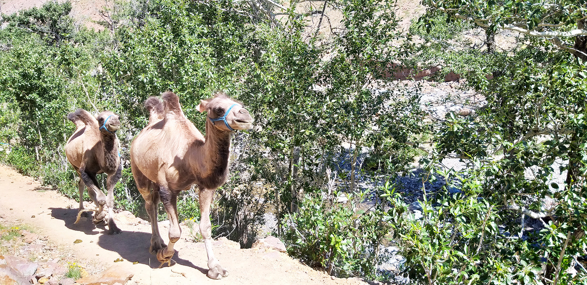 Алтайский «Марс»: путешествие на другую планету без билета в космос 