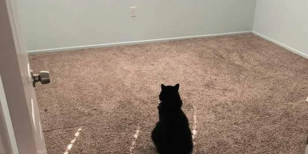 Почему ваш кот смотрит в пустоту? Самые безумные и обоснованные теории