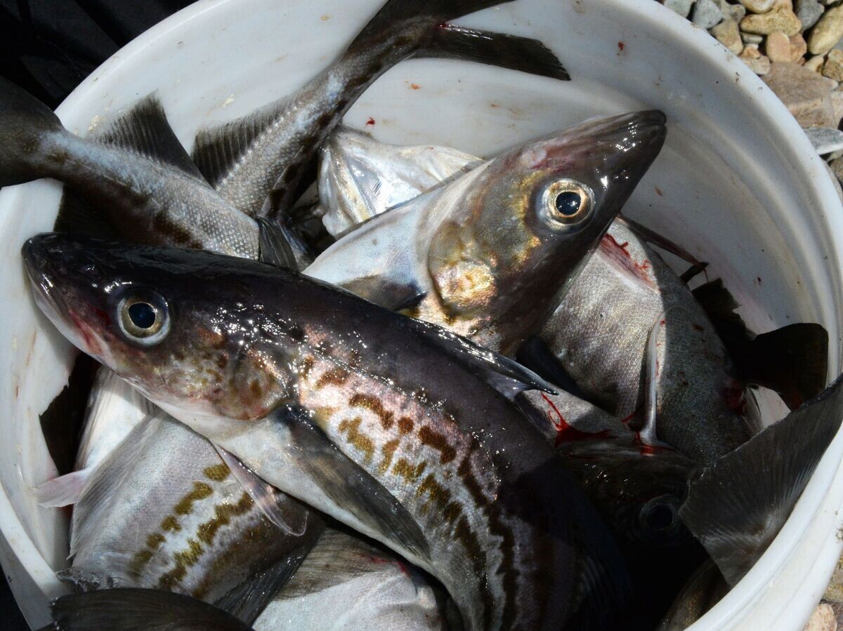    Минтай, пойманный в Уссурийском заливе Приморского края© РИА Новости . Виталий Аньков