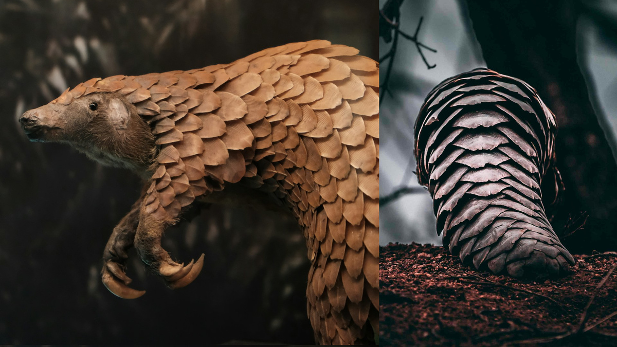 Что это за зверь? 