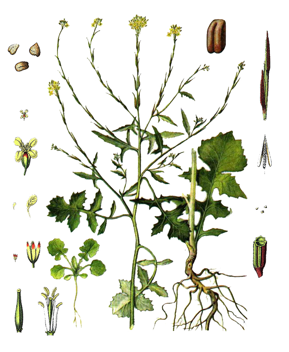 Гулявник лекарственный (Sisymbrium officinale L.)