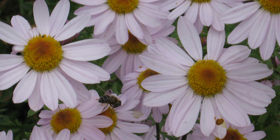 Любимые ромашки... нет, нивяники - многообразие милых цветов