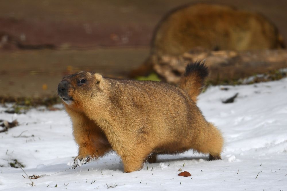    В зоопарке отмечают: прогнозы сурков шуточные, но сбываются часто. / Нина Зотина / РИА Новости