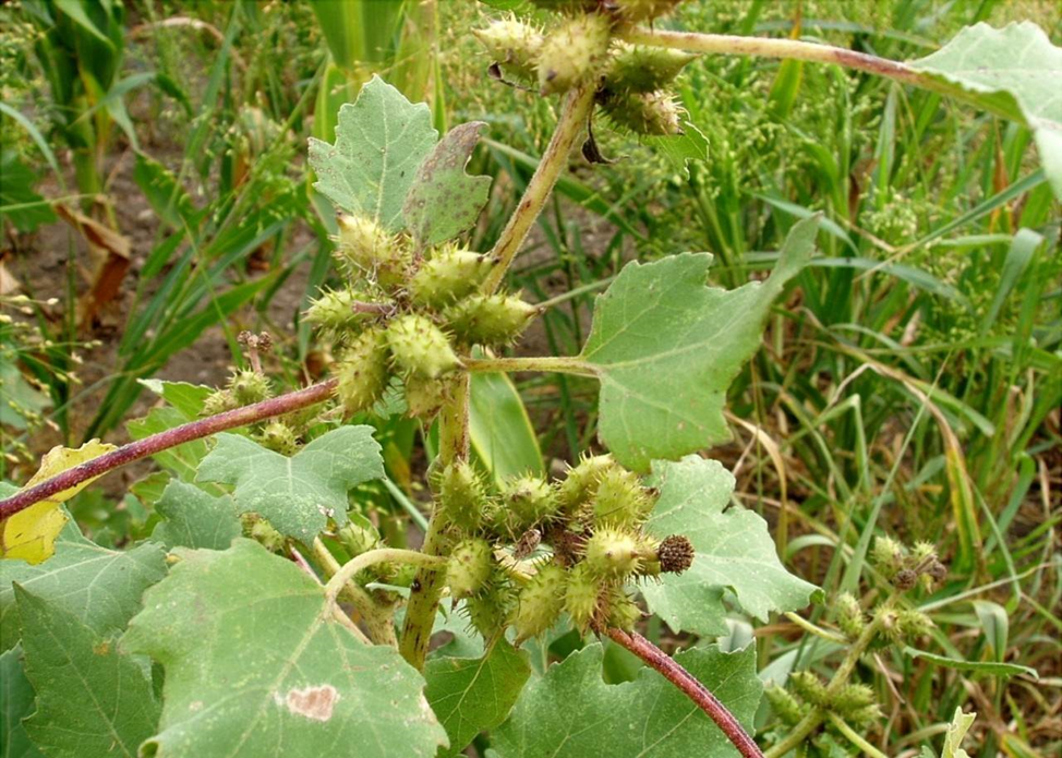 Дурнишник обыкновенный (Xanthium strmarium L.)
