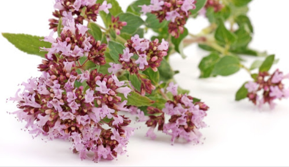 Душица обыкновенная (Origanum vulgare L. ) 