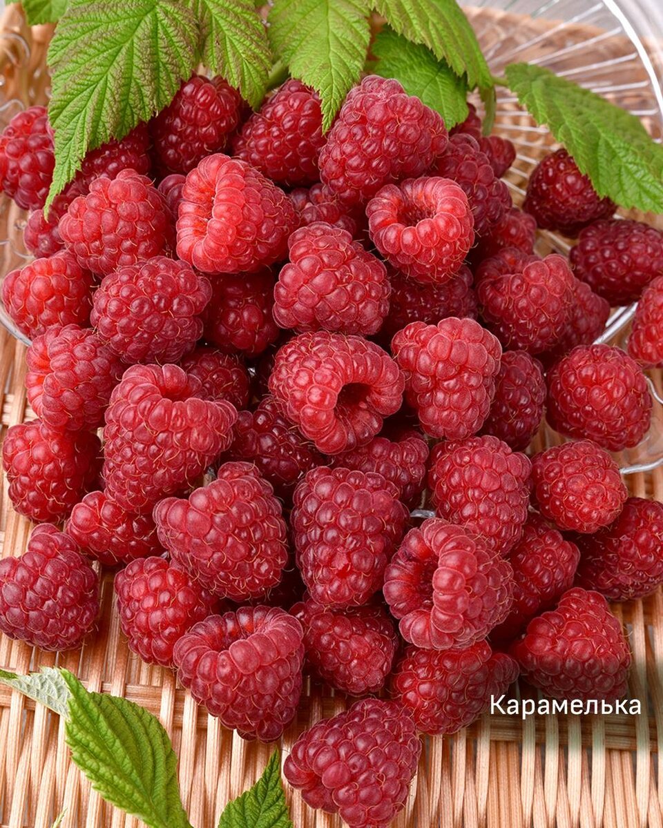 Малина Карамелька фото описание сорта