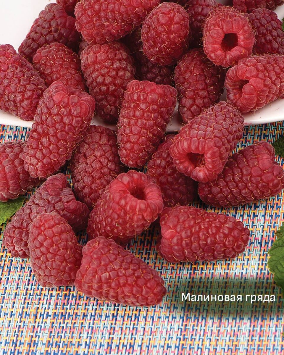 Малиновая гряда сорт малины