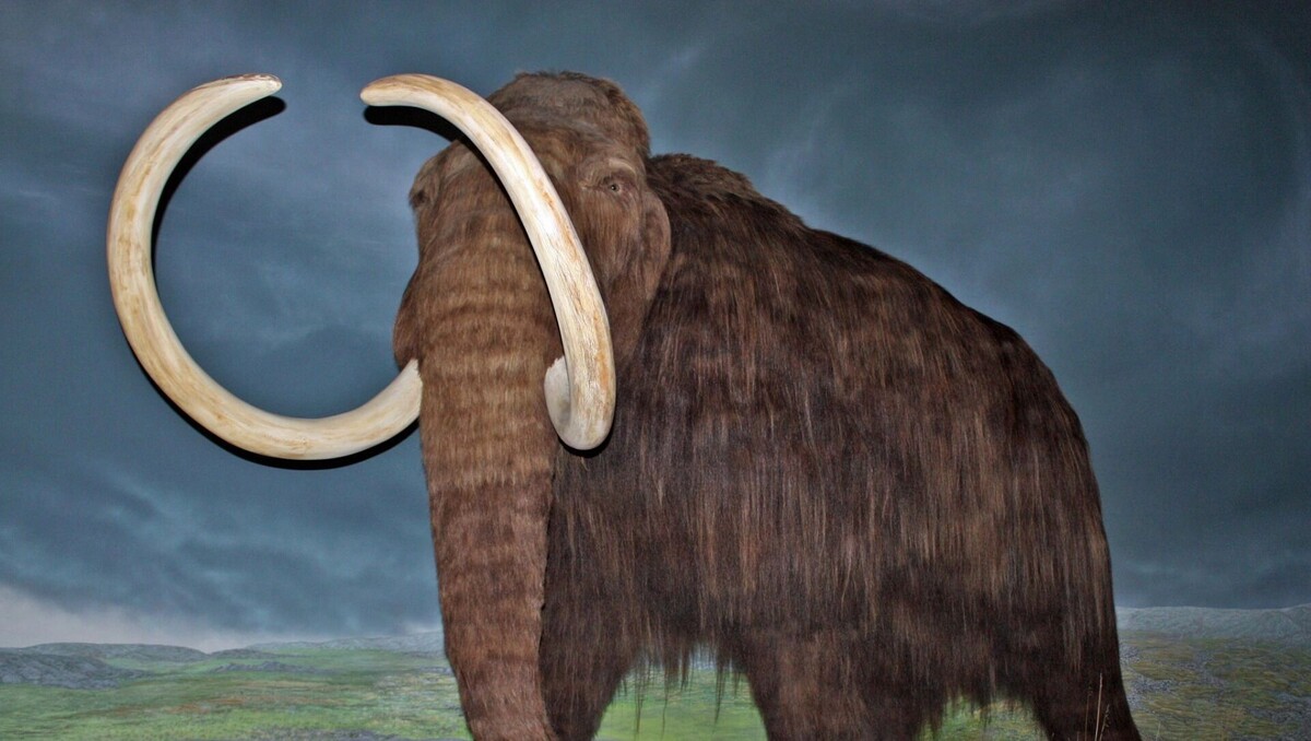    Диорама шерстистого мамонта в Королевском музее Британской Колумбии.   WolfmanSF / wikimedia.org