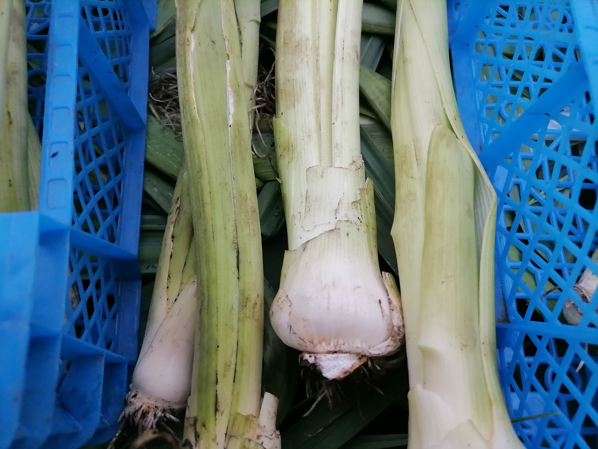 На левых двух хорошо видно, как нога расслаивается на две, то есть уже пошло размножение делением, лук перерос, заняться ему уже нечем, фото автора