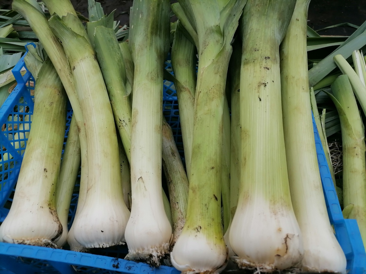 Убираю лук-порей, фото автора