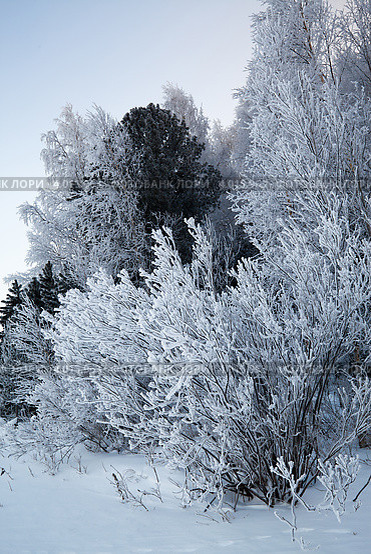 картинка из интернета