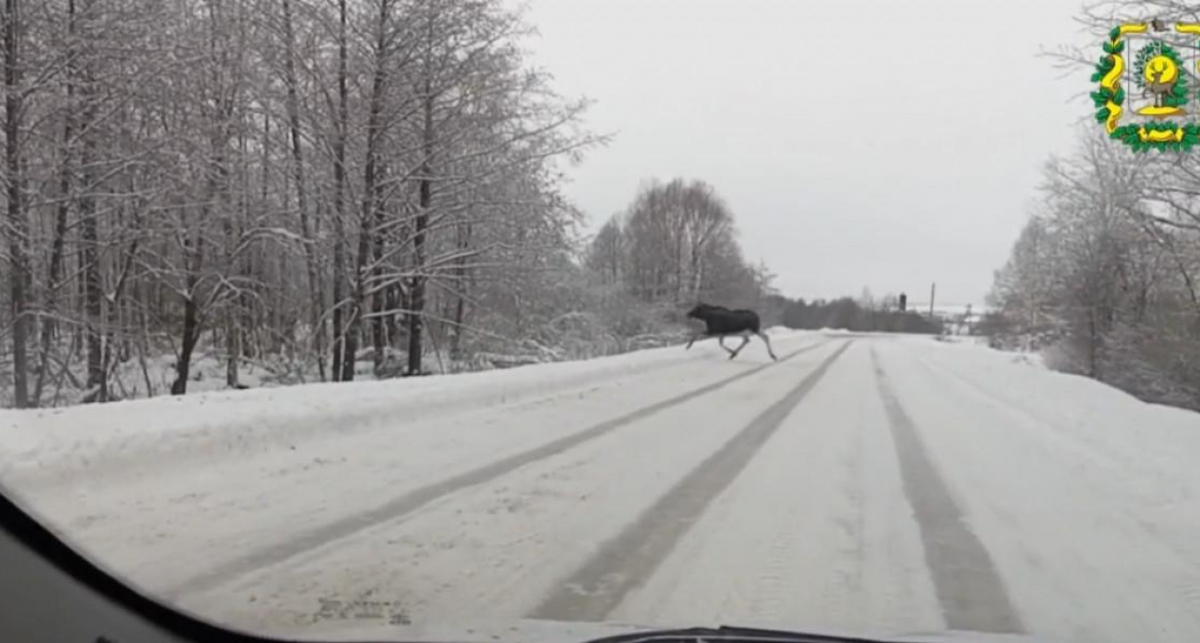    министерства лесного хозяйства и охраны объектов животного мира Нижегородской области. с сайта www.vremyan.ru