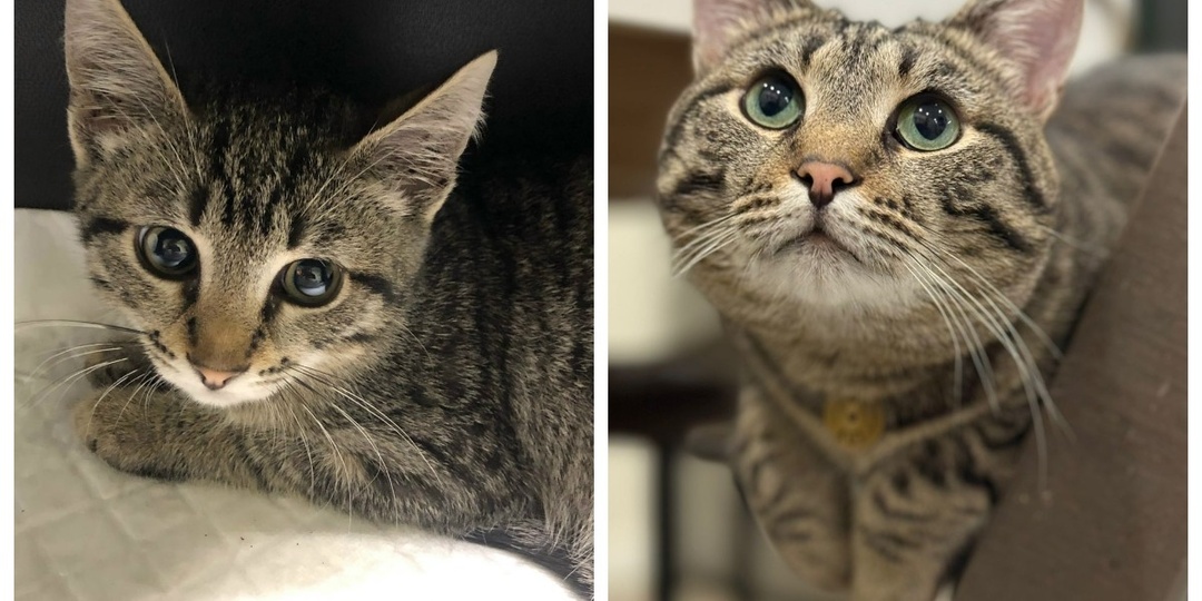 До и после: 10 судеб наших подопечных