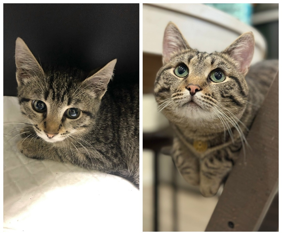 Магритт– выпускник приюта.