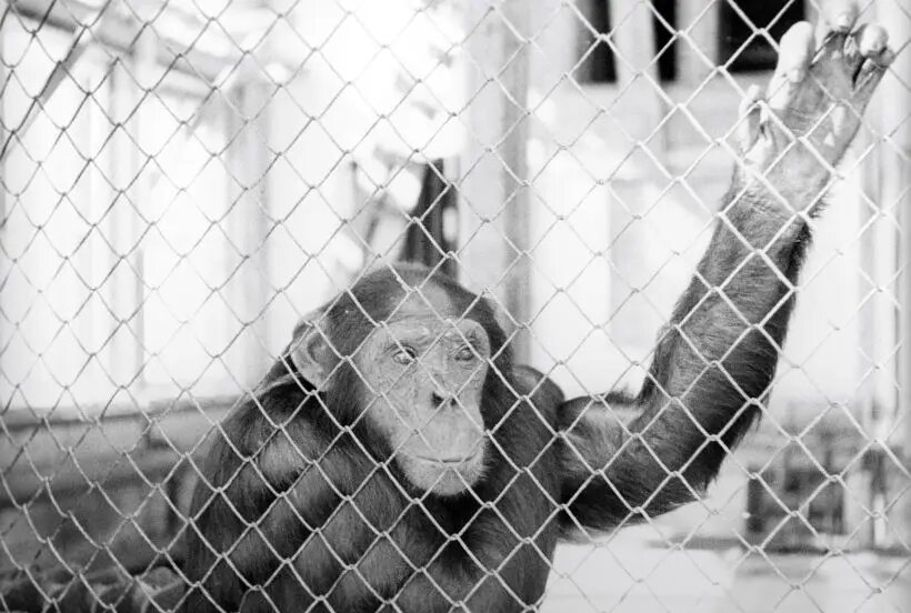  Вирус был впервые выделен в 1958 году у лабораторных обезьян, что и дало название болезни   © РИА Новости. Яков Халип