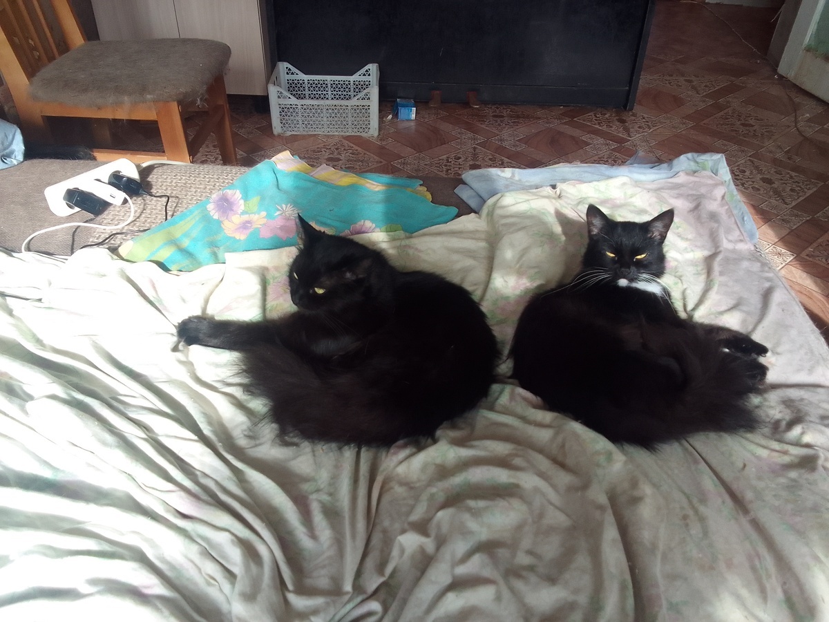 Слева Кайра, справа Октава 