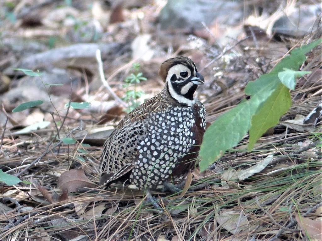 Лицо, которое невозможно забыть: маска этого перепела уникальна, как отпечаток пальца.