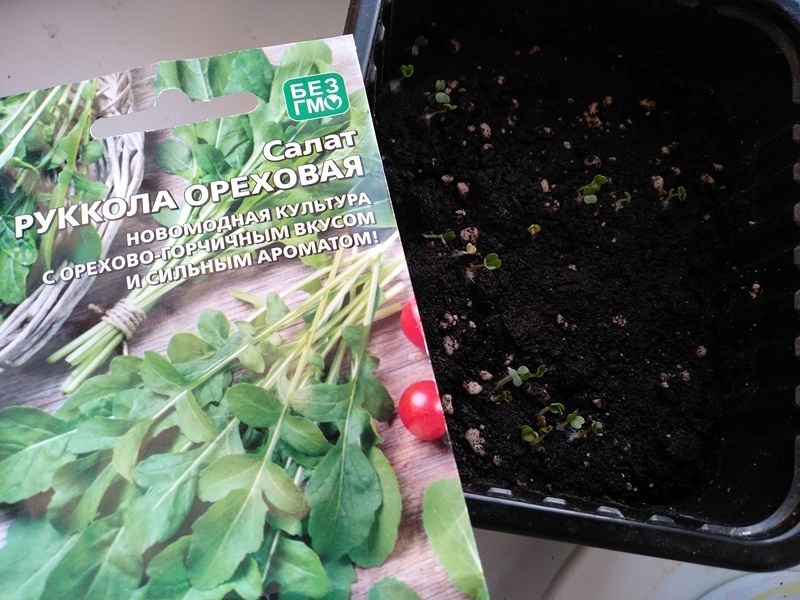 Упаковка семян рукколы рядом со всходами